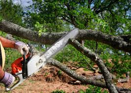 Tree and Shrub Care in Keuka Park, NY