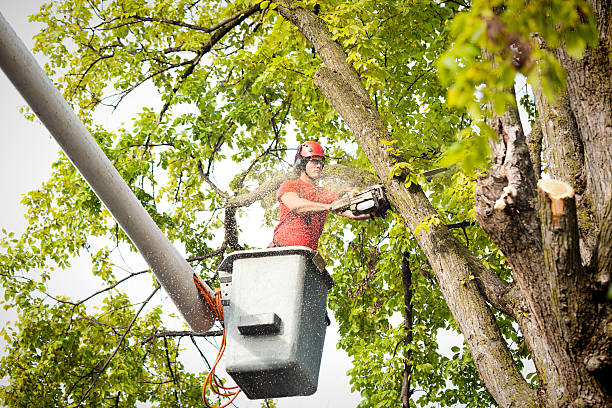 How Our Tree Care Process Works  in  Keuka Park, NY