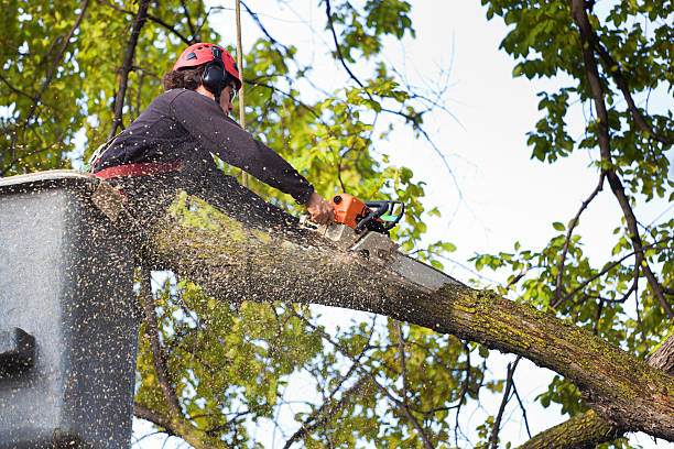 Trusted Keuka Park, NY Tree Services Experts